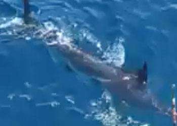 Capullo Tamarindo full day charter blue marlini