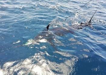 Talking Fish Tamarindo full day charter blue marlin