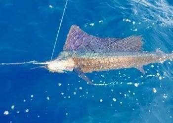 Salsa Tamarindo 3/4 day charter sailfish