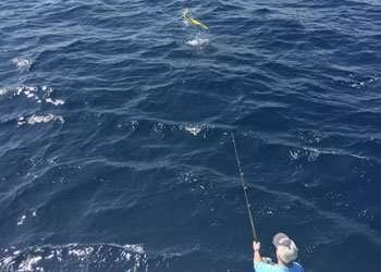 Talking Fish Tamarindo half day charter dorado