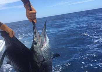 Capullo Tamarindo half day charter sailfish