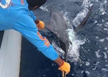 Capullo Tamarindo full day charter blue marlin