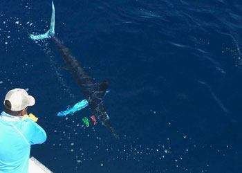 Talking Fish Tamarindo full day charter striped marlin