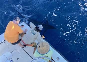 Talking Fish full day charter blue marlin