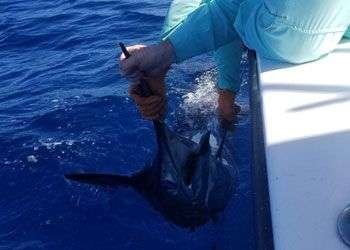 Salsa full day charter blue marlin