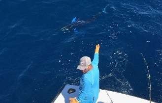 Talking Fish Tamarindo full day charter striped marlin