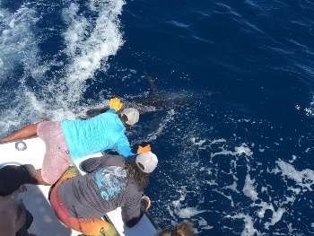 Talking Fish Tamarindo full day charter blue marlin