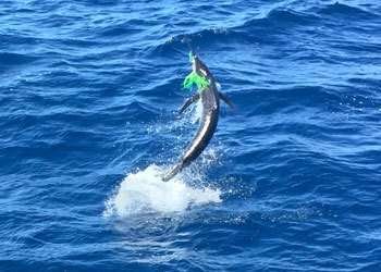 Talking Fish Tamarindo full day charter blue marlin