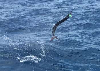 Talking Fish full day charter sailfish
