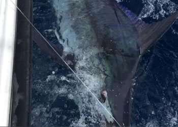 Capullo Tamarindo full day charter blue marlin