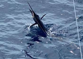 Crazy Dog Tamarindo full day charter sailfish Tamarindo full day charter sailfish