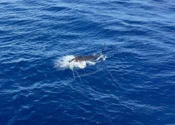 Talking Fish Tamarindo ¾ day charter blue marlin