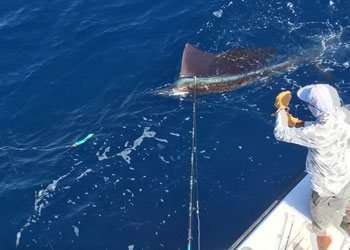Talking Fish Tamarindo full day charter sailfish