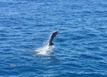 Talking Fish Tamarindo ¾ day charter sailfish