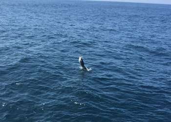 Talking Fish Tamarindo full day charter sailfish