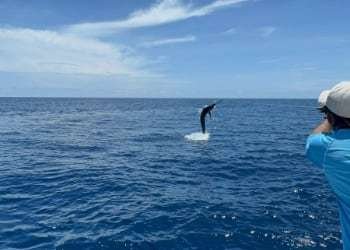 Talking Fish Tamarindo full day charter blue marlin