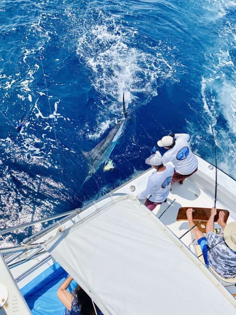 Talking Fish Tamarindo half day charter blue marlin