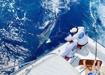 Talking Fish Tamarindo half day charter blue marlin