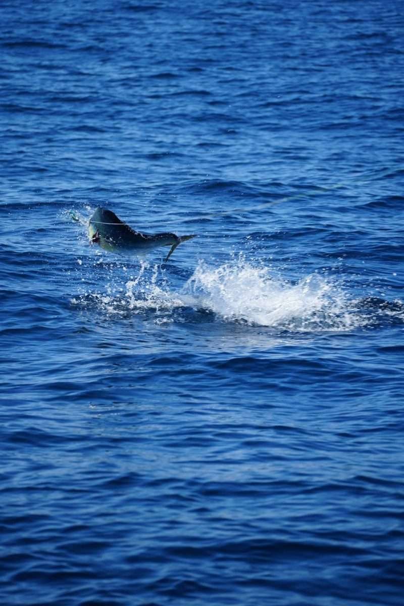 Capullo full day charter dorado