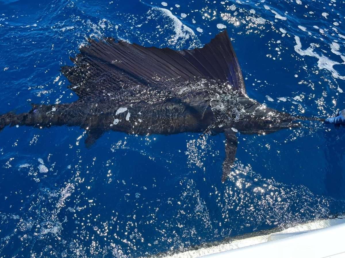 Rainbow runner Tamarindo 3/4 day charter sailfish