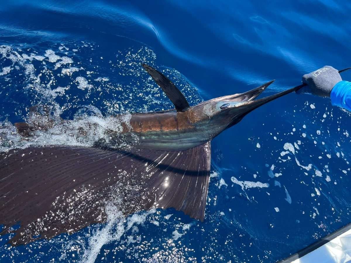 Rainbow runner Tamarindo 3/4 day charter sailfish